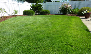 Lush green backyard lawn showing results of core aeration and overseeding services in Mount Airy